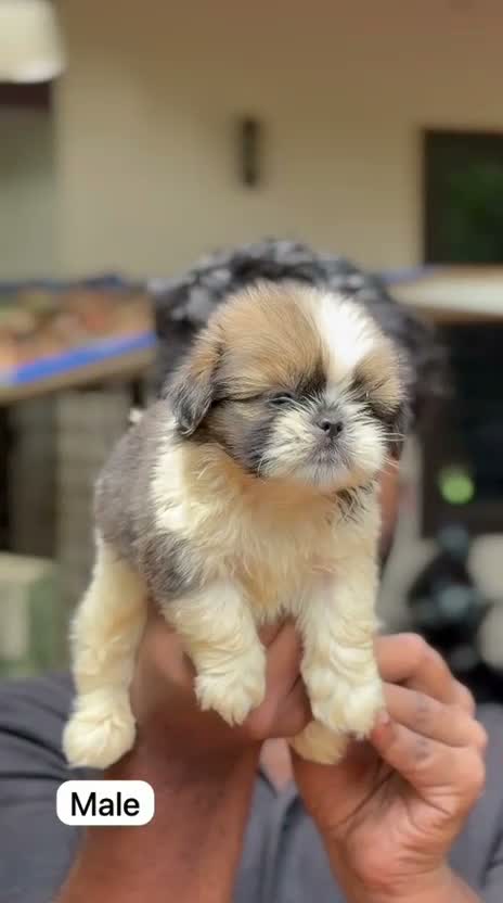 Shih Tzu | Black Color, farm video