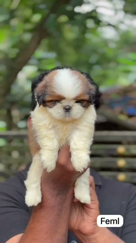 Shih Tzu | Black Color, farm video