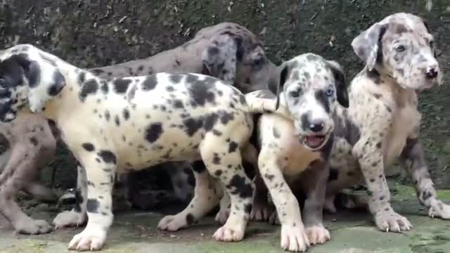 Great Dane Puppy, farm video
