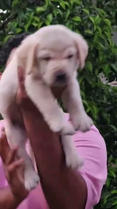 Beagle Black & Tan Puppy, farm video