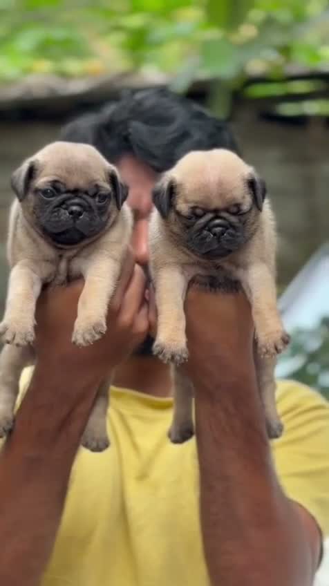 Pug Puppy, farm video