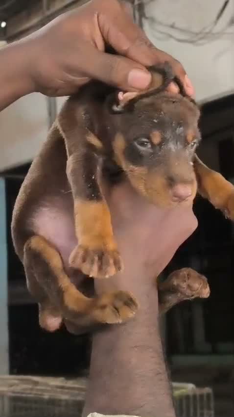 Doberman Pinscher Puppy, farm video