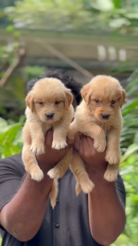 Golden Retriever, farm video