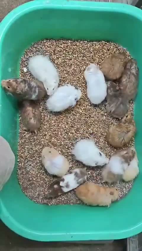 Dwarf Hamster Babies | Adults, farm video