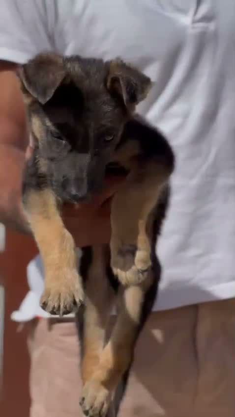 German Shepherd Puppy, farm video
