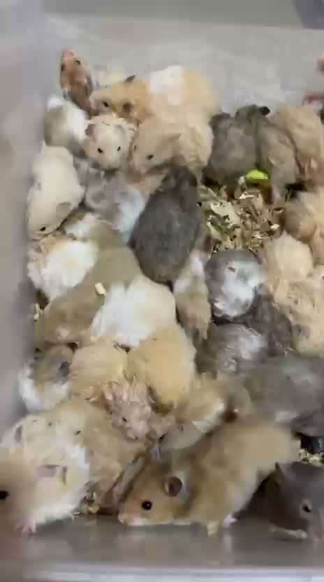 Dwarf Hamster Babies | Adults, farm video