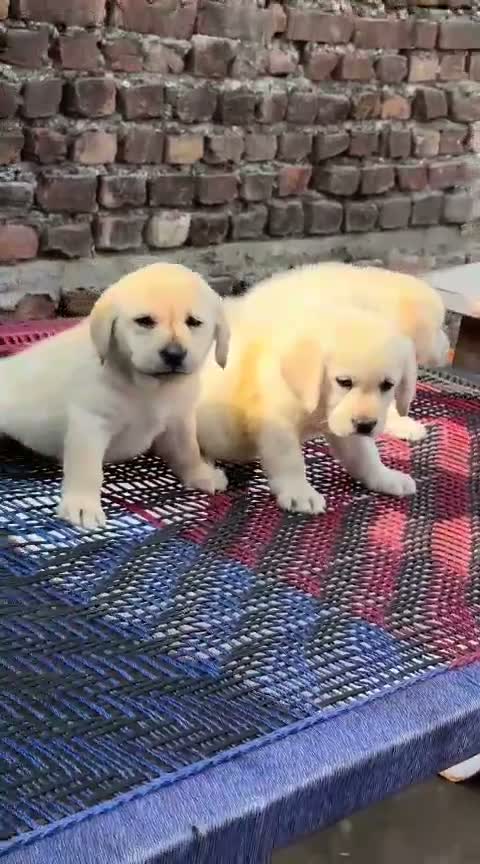 Dachshund Puppy | Brown & Tan, farm video