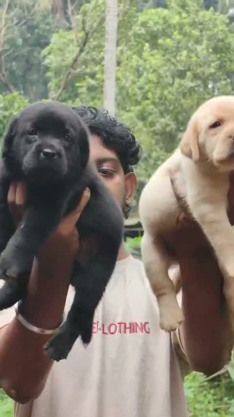 Beagle Black & Tan Puppy, farm video
