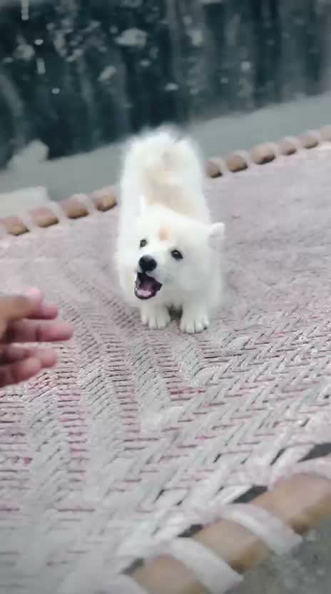 Culture Toy Pom Puppy | White, farm video