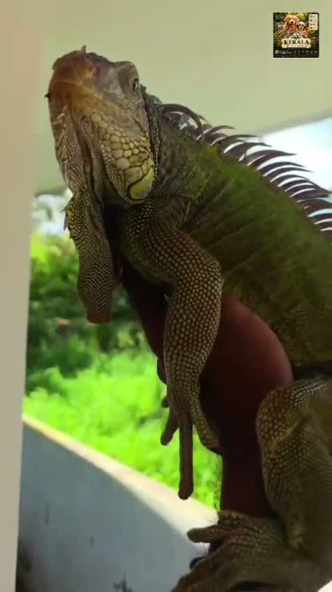 Iguana, farm video