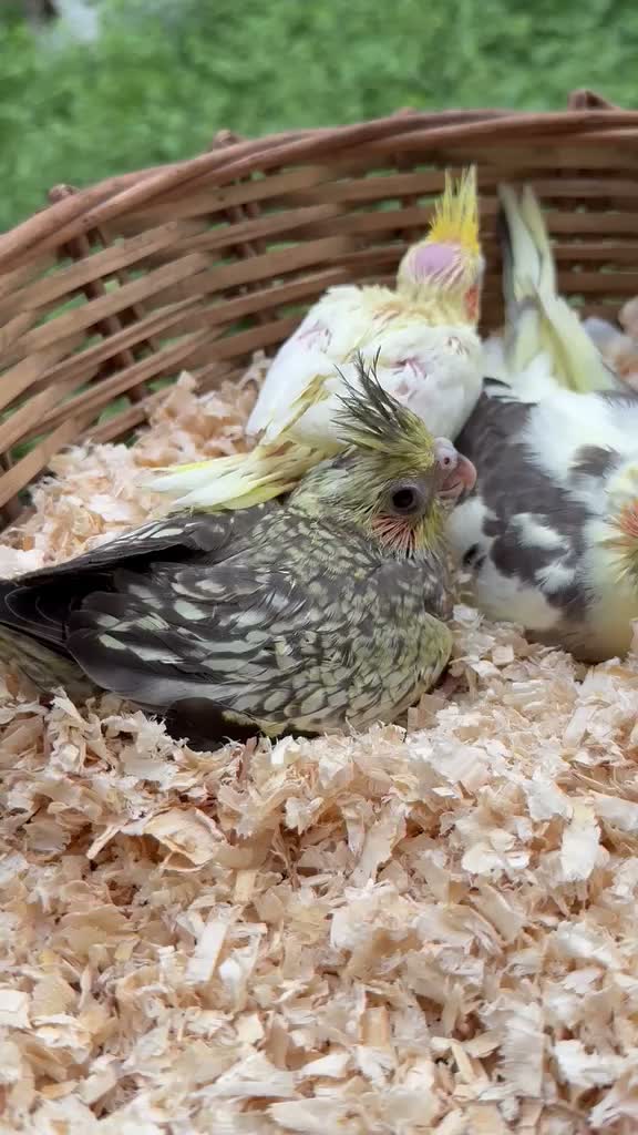 Cockatiel, farm video