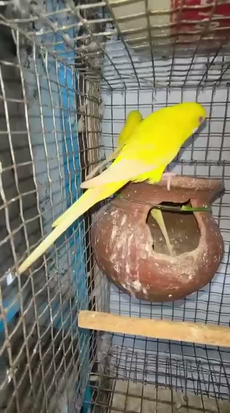 Red-rumped Parakeet, farm video