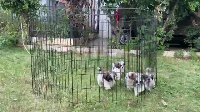 Dachshund Puppy | Brown & Tan, farm video