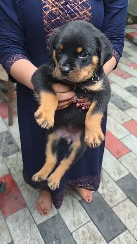Rottweiler Puppy, farm video