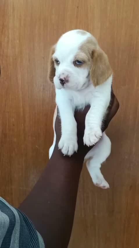 Beagle Black & Tan Puppy, farm video