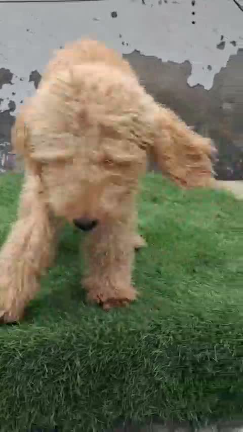 Standard Poodle Puppy, farm video