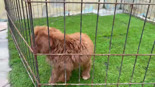 Maltipoo Puppy, farm video