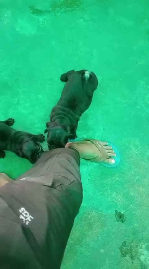 Pug Puppy, farm video
