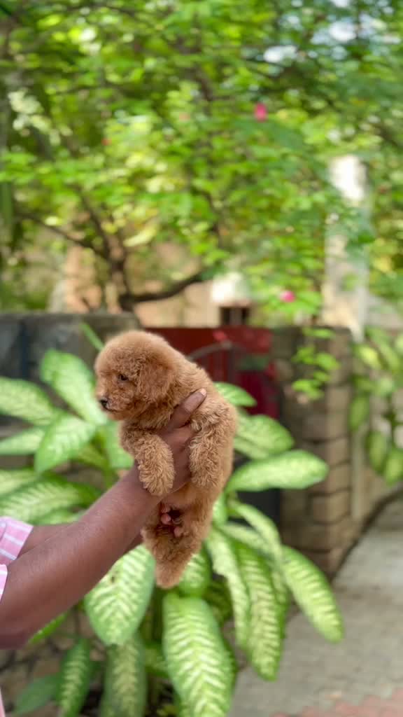 Dachshund Puppy | Brown, farm video