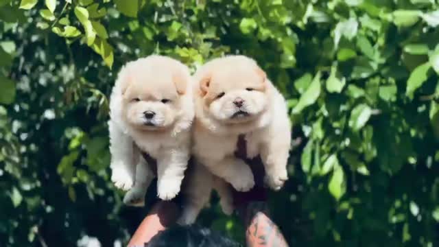 Chow Chow Puppies, farm video