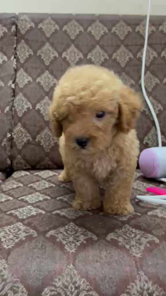 Standard Poodle Puppy | White, farm video