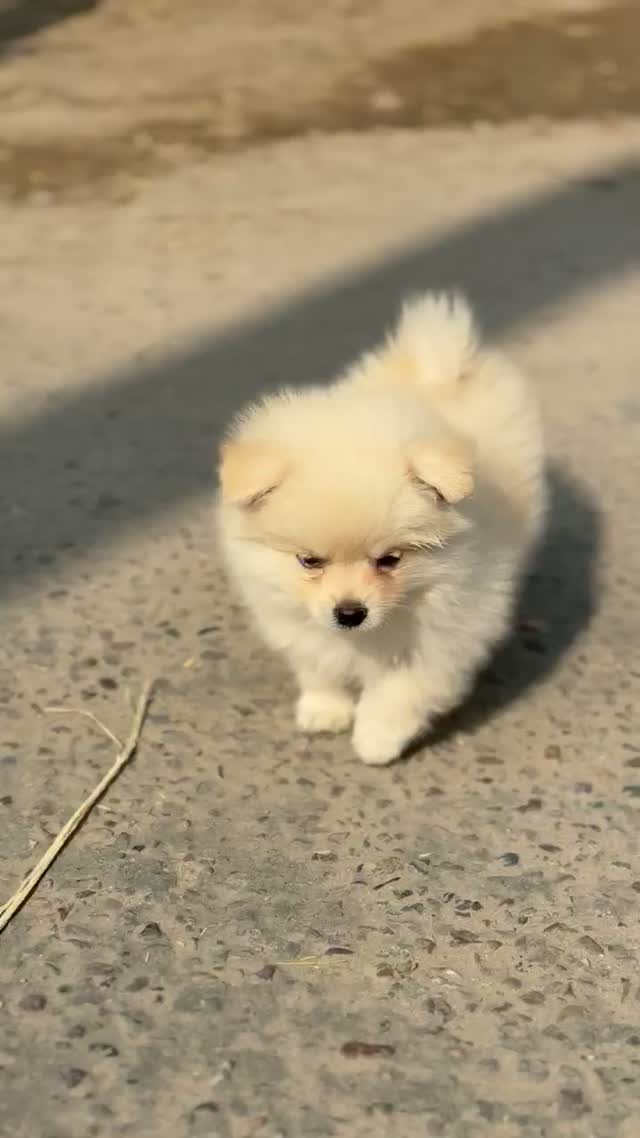 Culture Toy Pom Puppy | Black, farm video