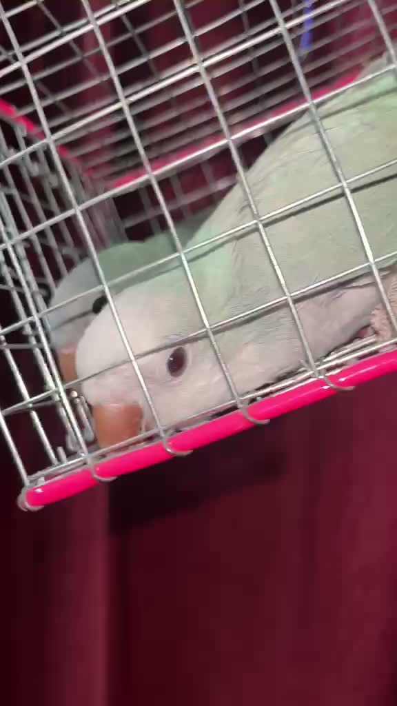 Red-rumped Parakeet, farm video