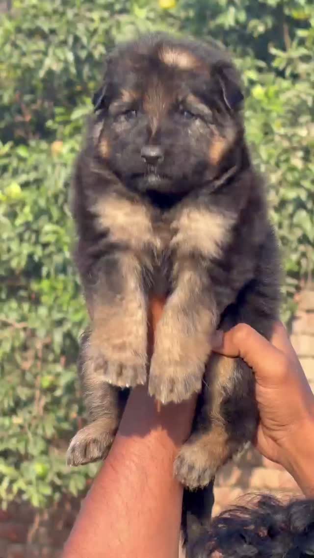 German Shepherd Puppy, farm video