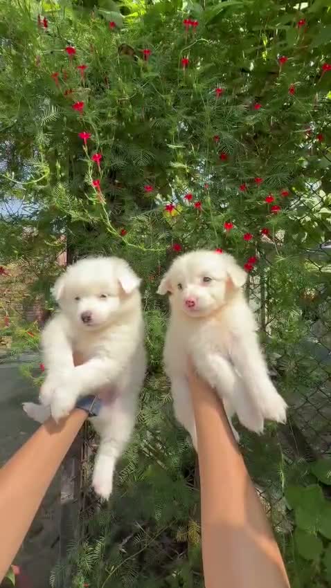 Pomeranian Puppy, farm video