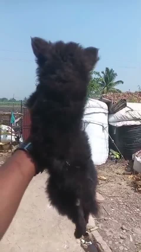Pomeranian Puppy, farm video