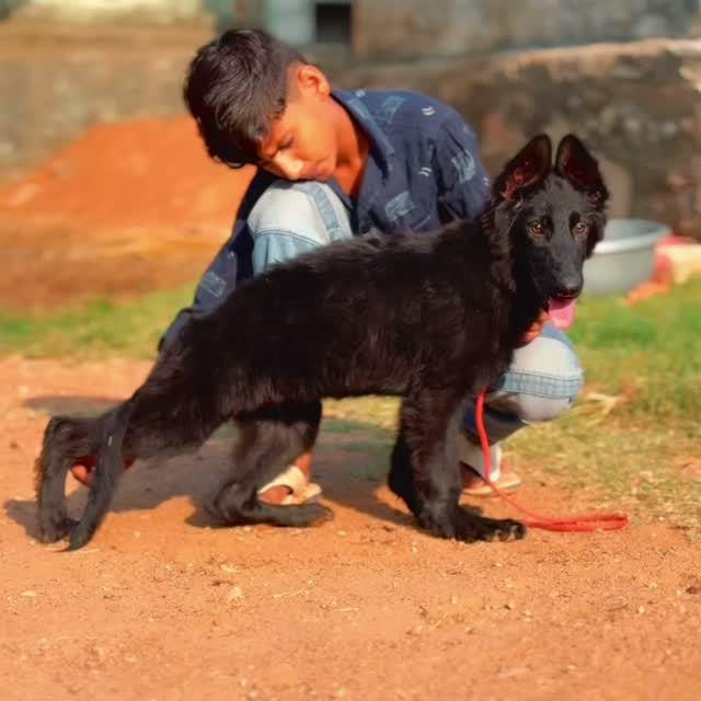 German Shepherd Puppy, farm video
