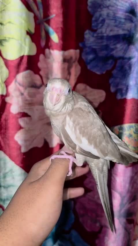 Cockatiel | Pied, farm video