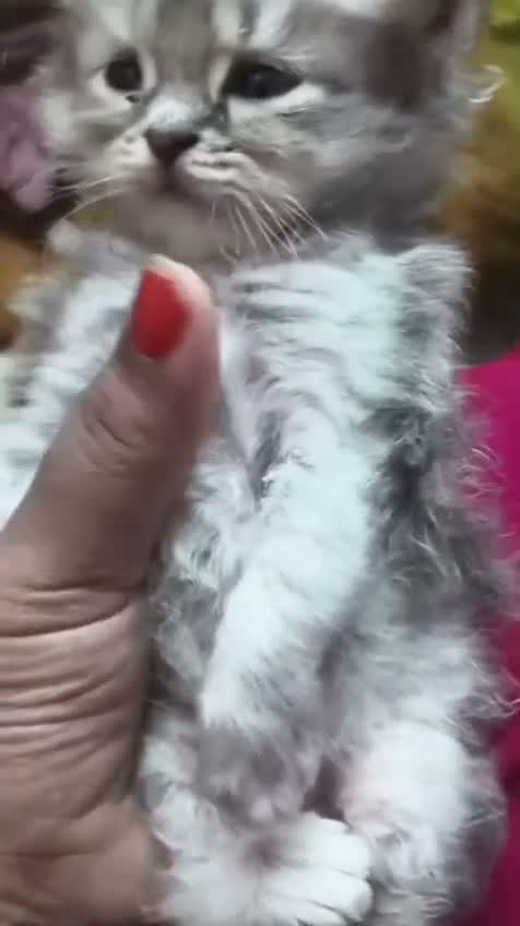 Persian, farm video