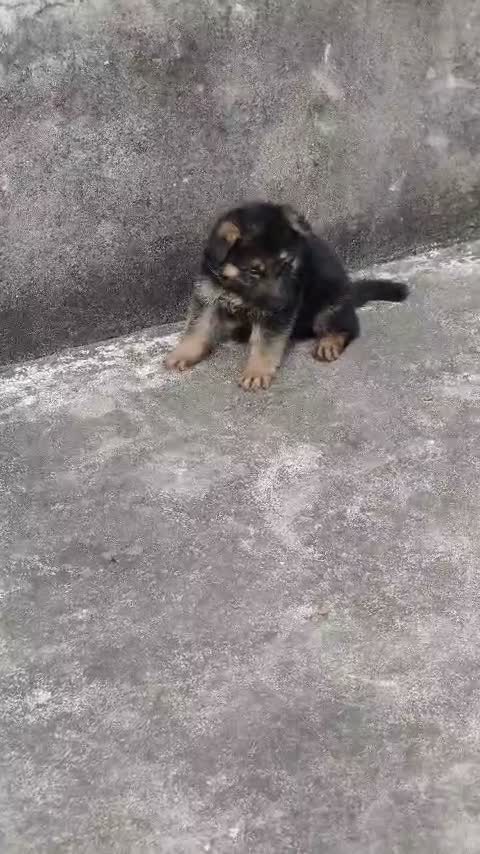 German Shepherd Puppy, farm video