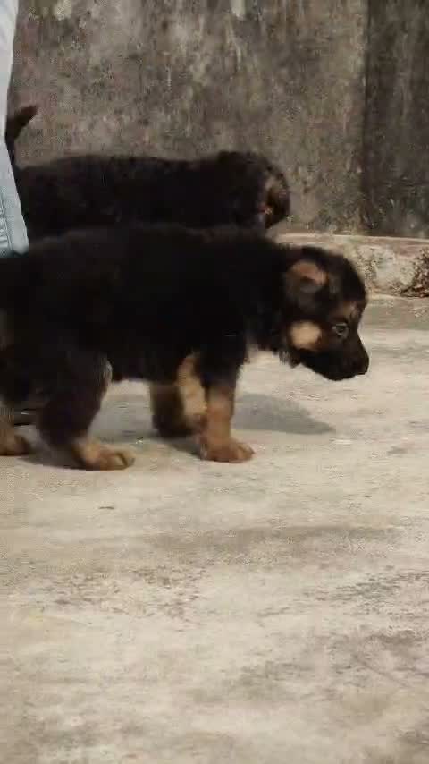 German Shepherd Puppy, farm video