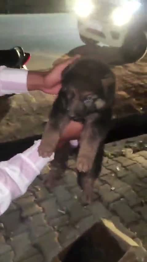 German Shepherd Puppy, farm video