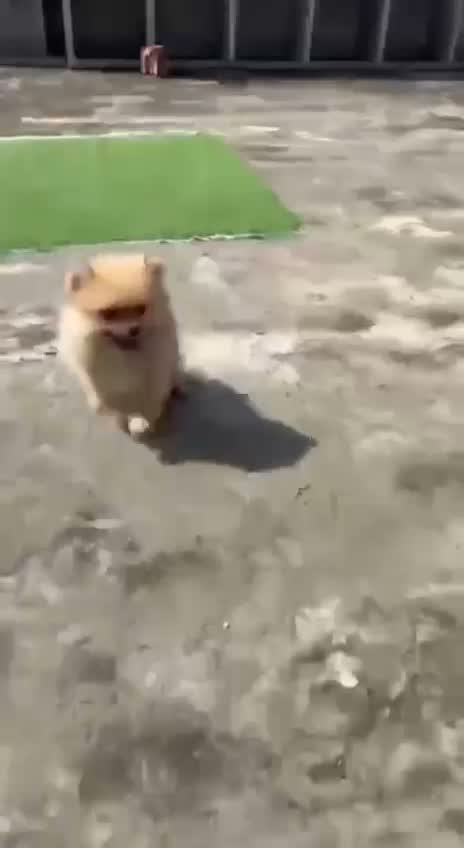 Pomeranian Puppy, farm video