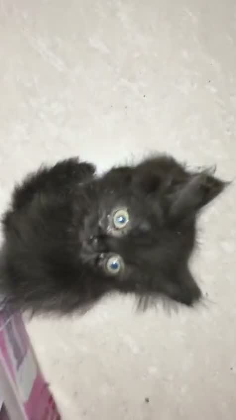 Persian, farm video