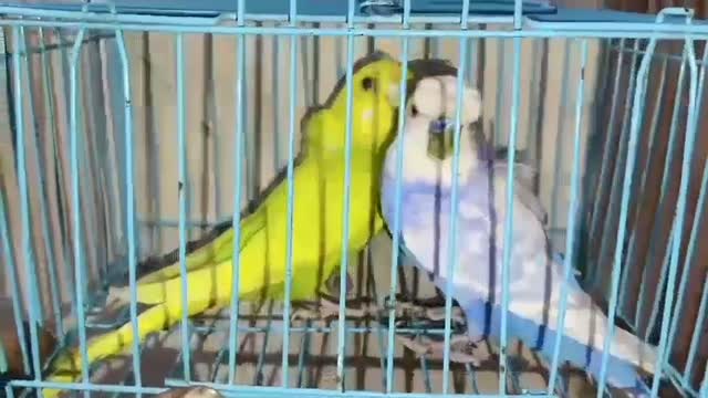 Lahori Pigeon, farm video