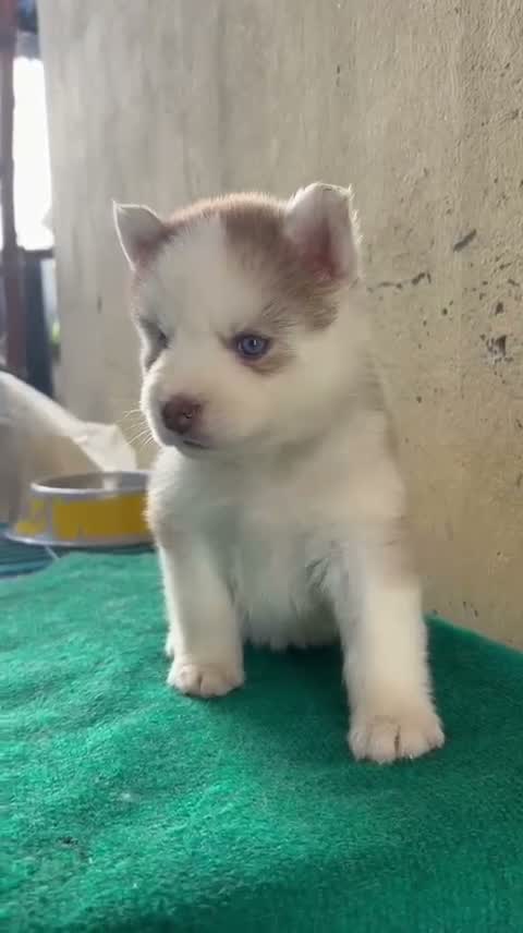 Siberian Husky Puppy | Black & White Color, farm video