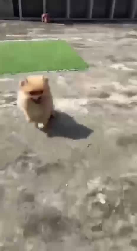 Pomeranian Puppy, farm video