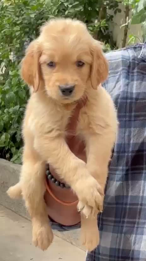 Golden Retriever, farm video
