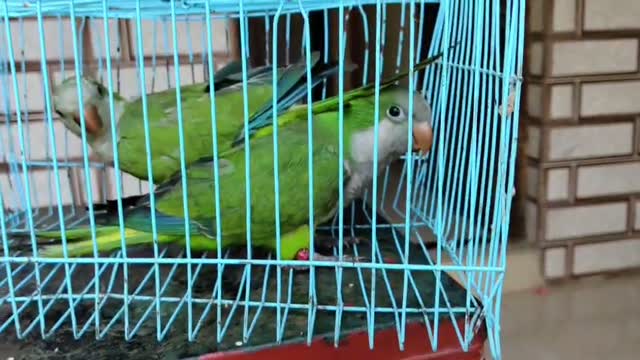 Albino Monk, farm video