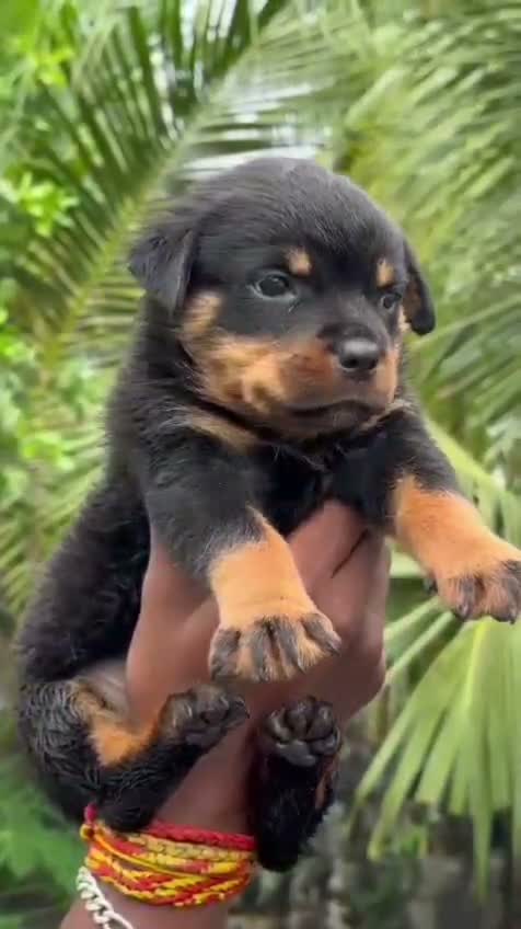 Dachshund Puppy | Brown & Tan, farm video