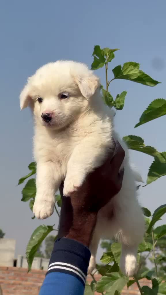 Pomeranian Puppy, farm video