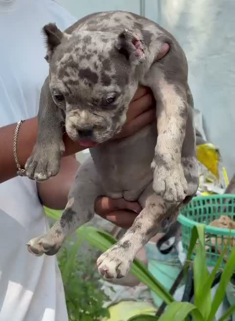 American Bully Pocket Size Puppy, farm video