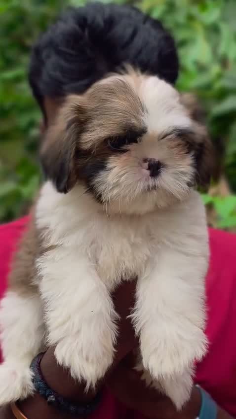 Dachshund Puppy | Brown & Tan, farm video