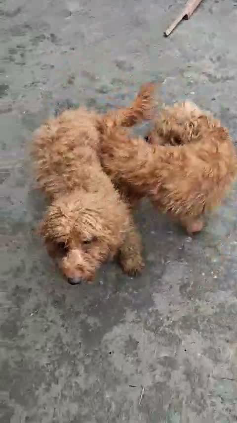 Doodle Puppy, farm video