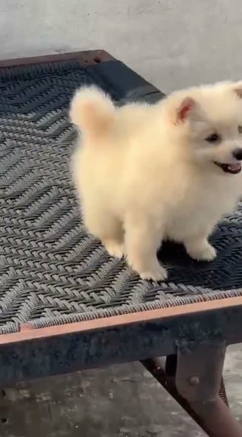 Pomeranian Puppy, farm video