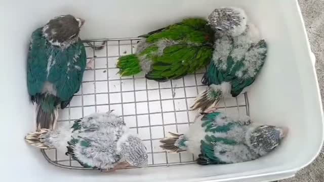 Chattering Lorikeet, farm video